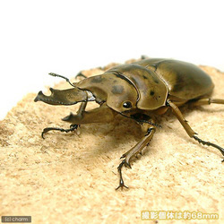 モセリオウゴンオニクワガタ “マレーシア ケランタン産”_b0052564_9254431.jpg