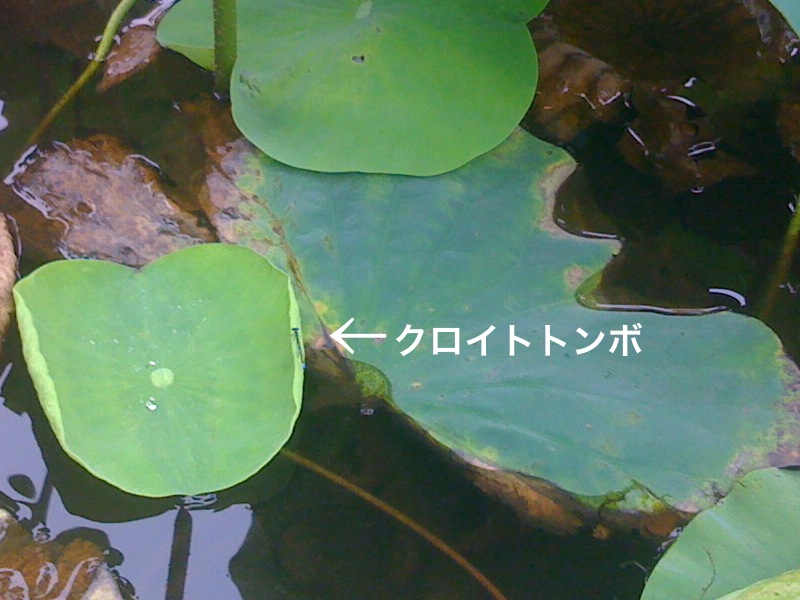 f0168374_13102195.jpg
