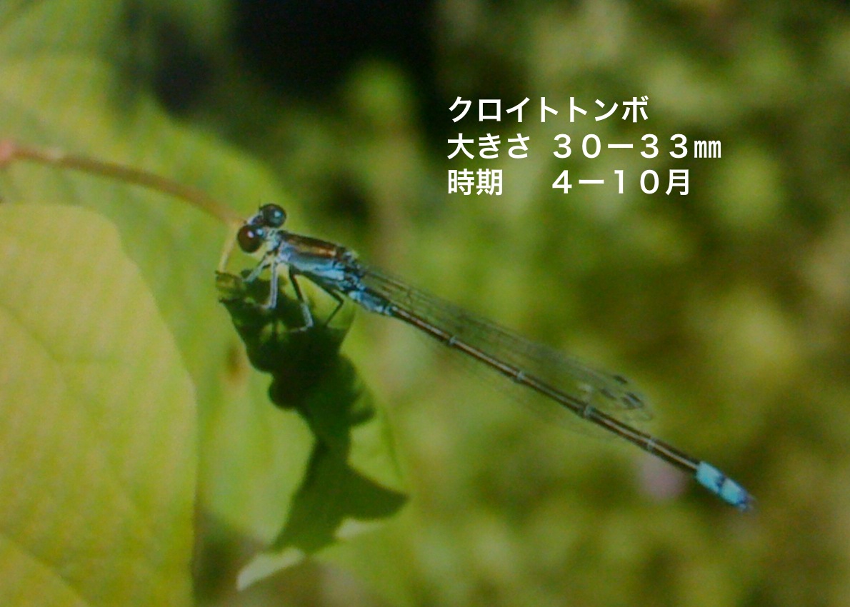 f0168374_13104686.jpg