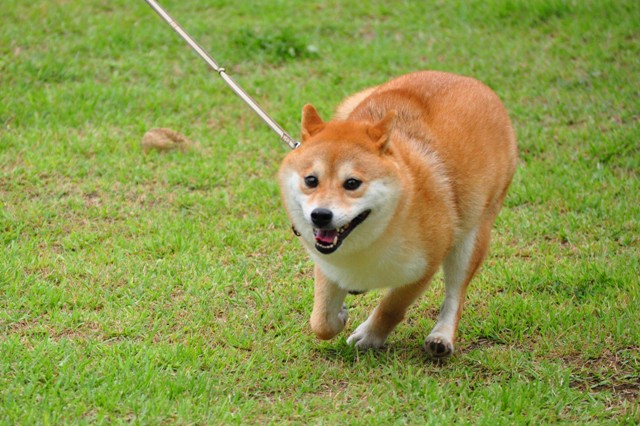 戸隠でキャンプ!!4日目_a0126590_443097.jpg