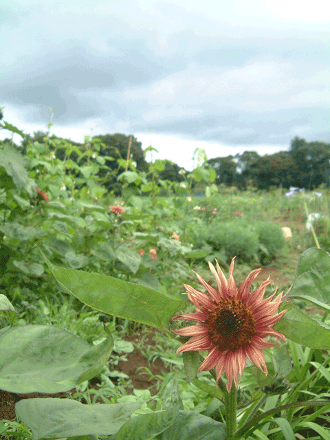 c0129702_2252357.gif