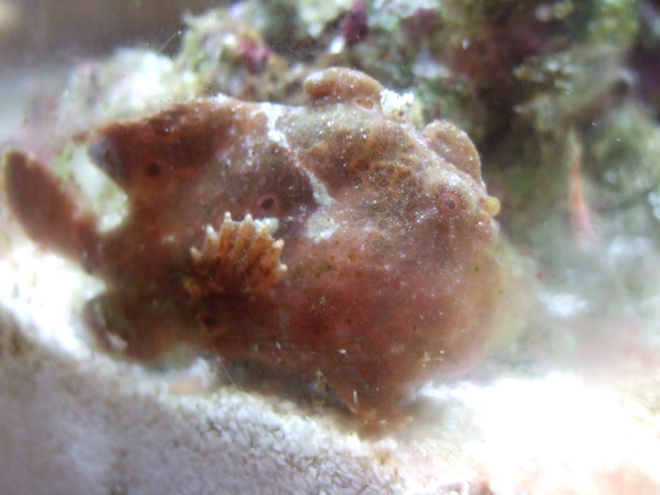 カエルアンコウ　　Frogfish_e0162304_17162149.jpg