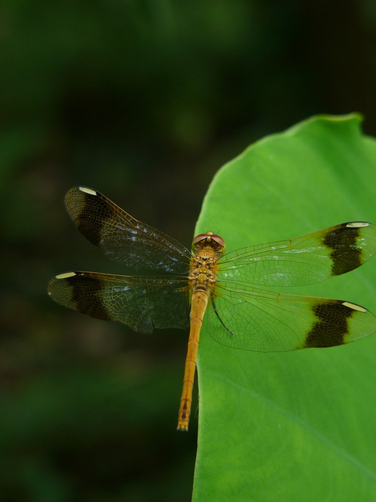 c0062511_60427.jpg