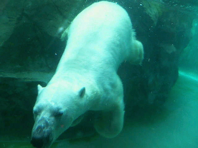 ホッキョクグマ繁殖計画(Polar Bear Survival Plan)の日本版作成が急務_a0151913_1551186.jpg