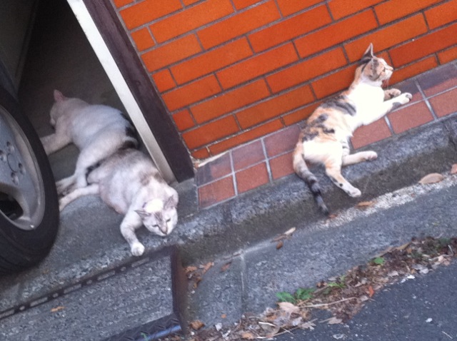 ぐったり猫とだらだら犬_c0168936_22511270.jpg