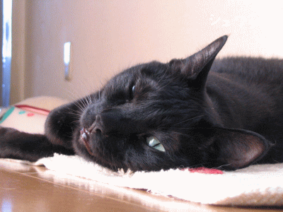 a0166338_21562487.gif