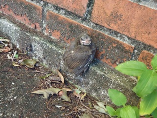 そと鳥のお友だち バードレスキューゆきねこ編。_a0143140_21282987.jpg