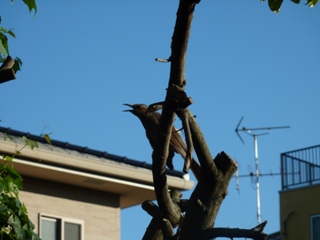 そと鳥のお友だち バードレスキューゆきねこ編。_a0143140_21293790.jpg