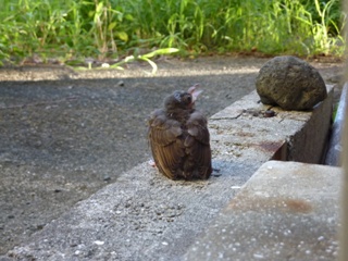 そと鳥のお友だち バードレスキューゆきねこ編。_a0143140_2134843.jpg