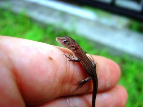 手乗りカナヘビ ど根性ゴーヤー ありふれた写真館 ブログ 手乗りカナヘビ ど根性ゴーヤー ありふれた写真館 ブログ