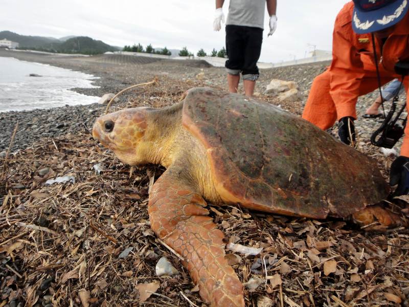 ウミガメ救出成功！_c0024254_1842255.jpg