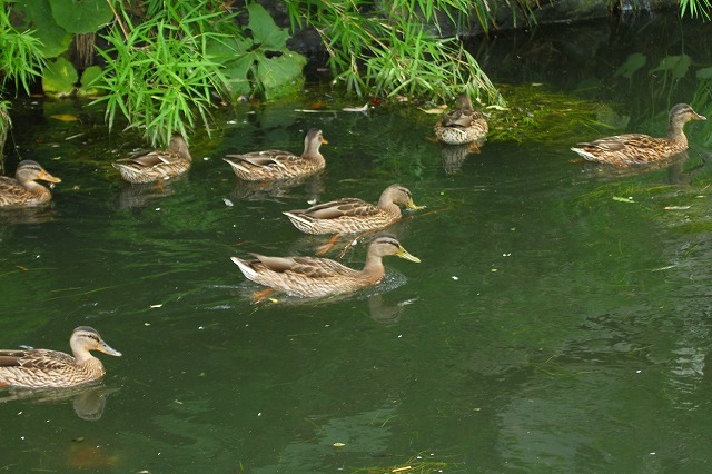 f0000866_9145883.jpg