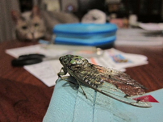 集合写真を撮ろう、1000枚撮ろう。_b0141773_1461780.jpg