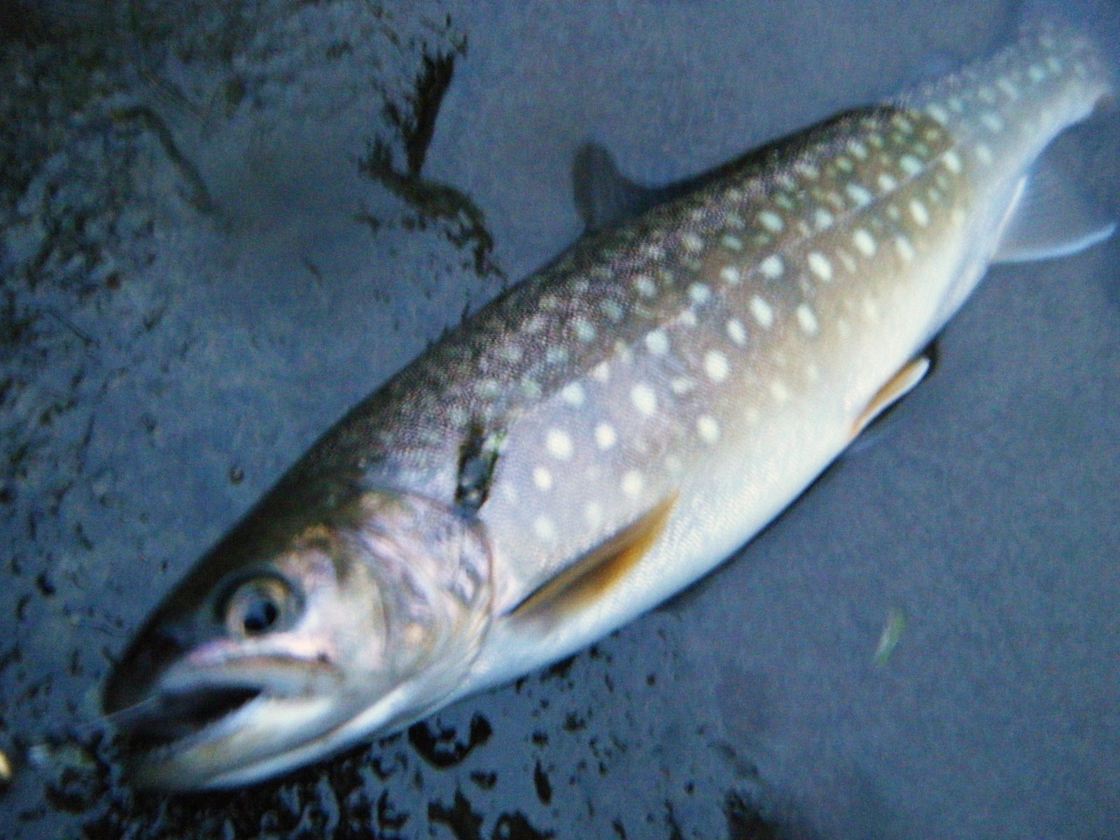 d0170077_0394725.jpg