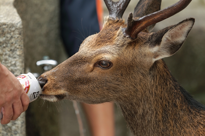 これでよいのか日本の鹿 : Menna's Photo