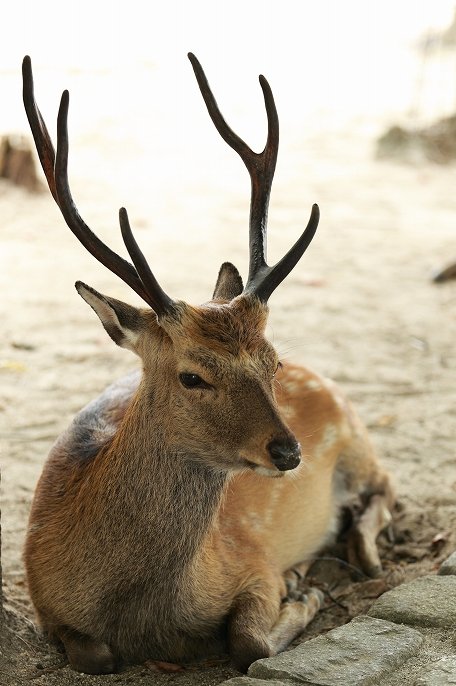 鹿 続・町の中にふらっといる鹿を撮りためてみた | 株式会社LIG(リグ)｜DX