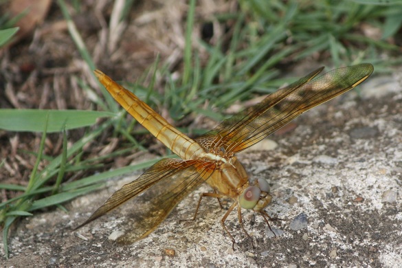 b0107691_92167.jpg