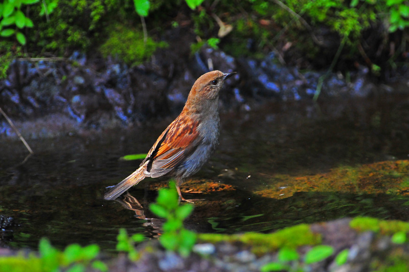 初見のカヤクグリちゃんも..._b0175397_18141092.jpg