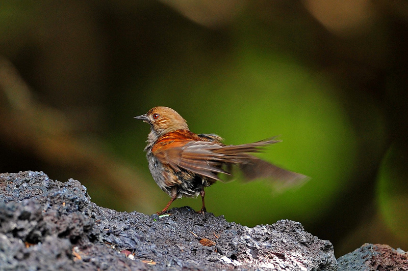 初見のカヤクグリちゃんも..._b0175397_18154683.jpg