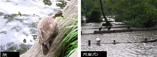 5月25日　石神井公園_d0102497_22352577.jpg