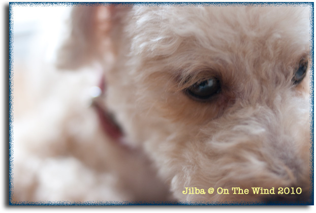 ♡Cutie Jilba♡_d0154507_7102579.jpg