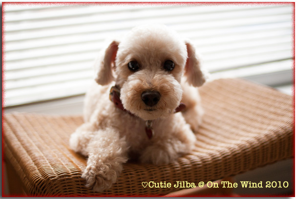 ♡Cutie Jilba♡_d0154507_7111068.jpg