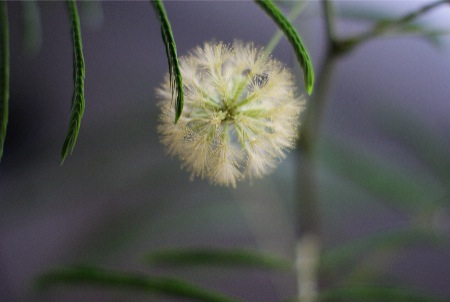 ねむの木の花 エバーフレッシュ Crearのほうれんそう日記 ママ目線の収納diy