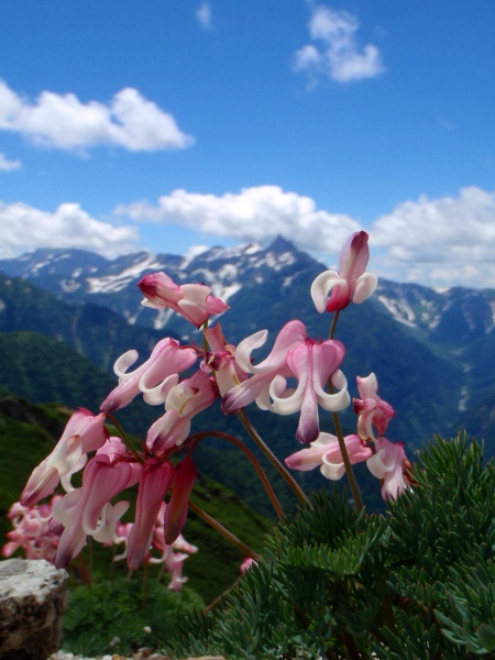 燕岳日帰り登山3-北燕岳のお花畑_c0177814_1594875.jpg