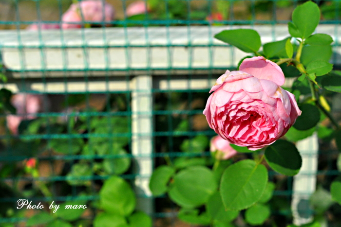 お庭から摘んできた薔薇ちゃまたち と お財布をつけた麻呂犬♪♪_e0160417_11232739.jpg