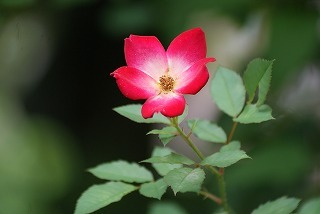 f0170524_1513594.jpg