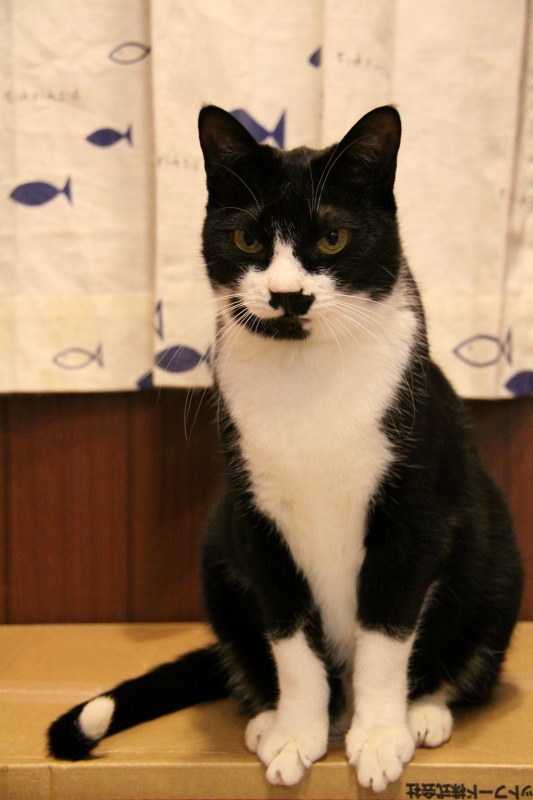 秋葉原 猫カフェ にゃんころ 新 間違いだらけの猫カフェ選び 秋葉原 猫カフェ にゃんころ 新 間違いだらけの猫カフェ選び