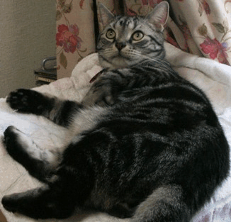 c0045655_10261159.gif