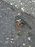 パンダの散歩 蝉も散歩_b0096957_2205961.jpg