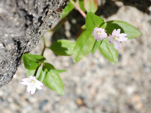 深山赤花（ミヤマアカバナ）_d0125765_5542471.jpg