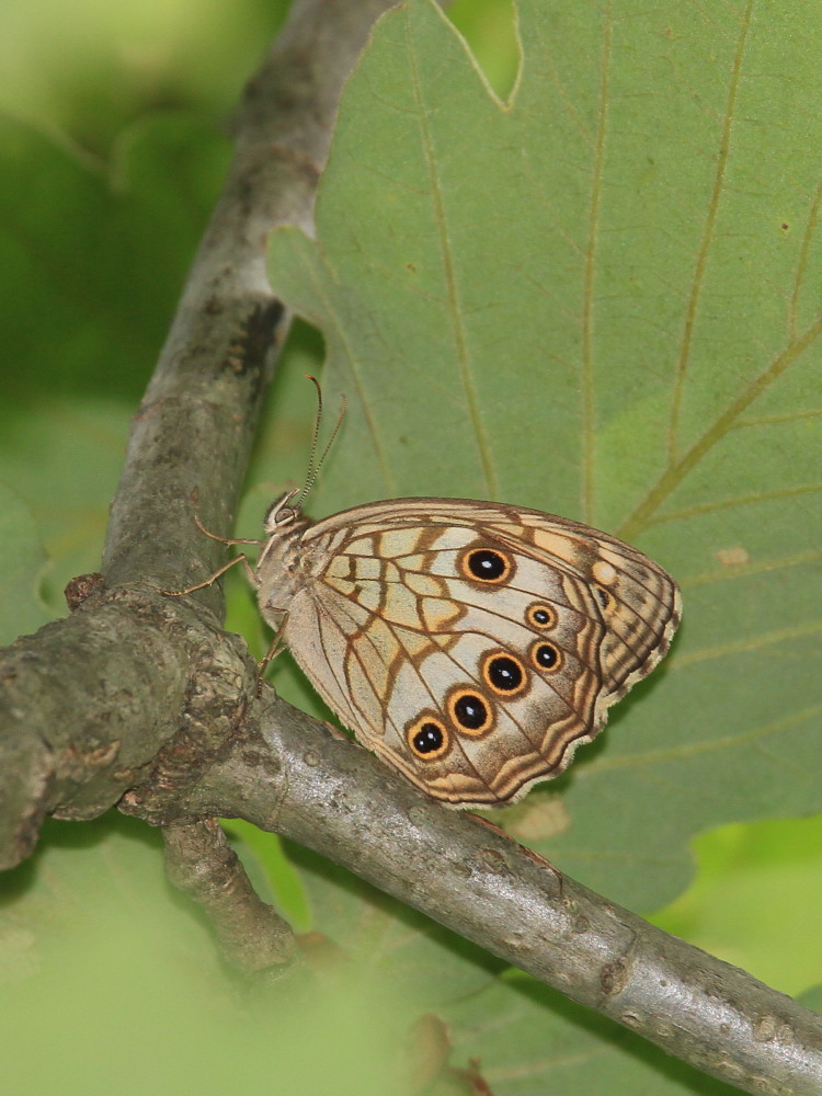 キマダラモドキ　綺麗な♀とボロボロの♂　　2010.8.15山梨県_a0146869_6194682.jpg