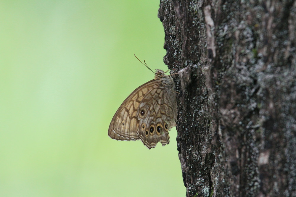 キマダラモドキ　綺麗な♀とボロボロの♂　　2010.8.15山梨県_a0146869_6201417.jpg