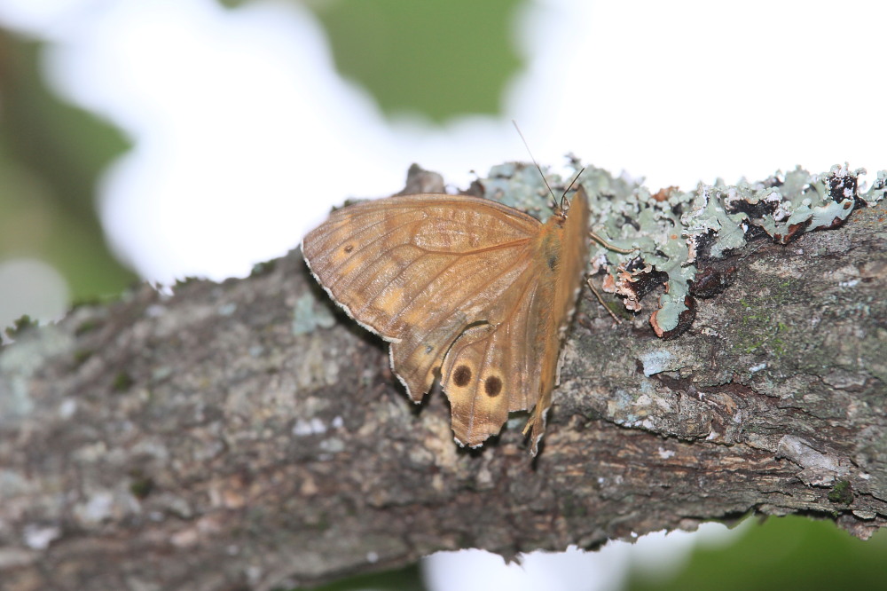 キマダラモドキ　綺麗な♀とボロボロの♂　　2010.8.15山梨県_a0146869_6203018.jpg