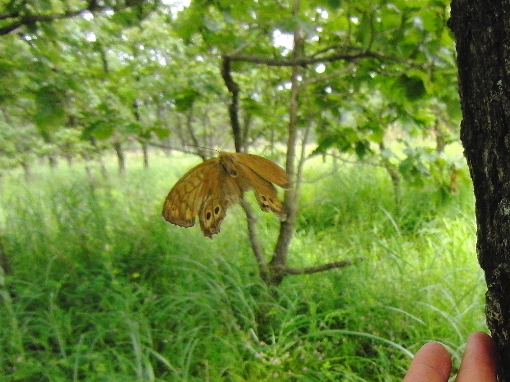 キマダラモドキ　綺麗な♀とボロボロの♂　　2010.8.15山梨県_a0146869_623877.jpg