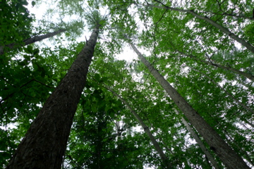 c0118375_1743670.jpg