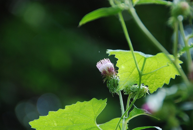 夏の小石川植物園_c0187781_22364143.jpg