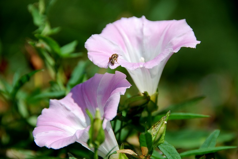 夏の小石川植物園_c0187781_2243130.jpg