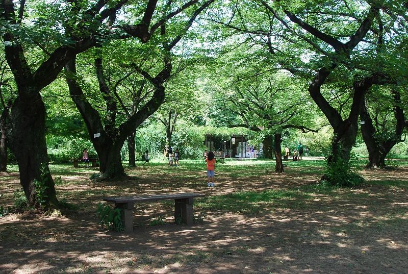 夏の小石川植物園_c0187781_23135991.jpg