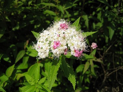 c0229483_13371020.jpg