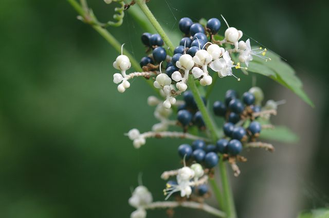 e0070891_20255371.jpg