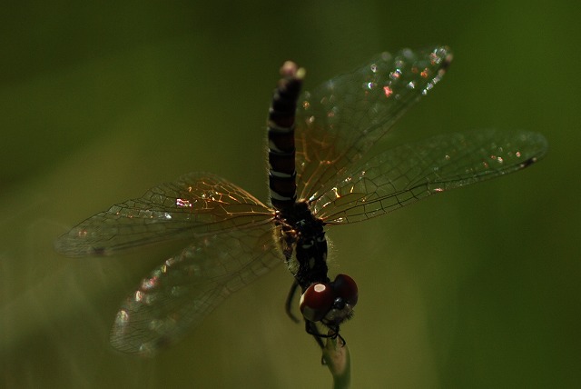 ハッチョウトンボ（八丁蜻蛉）_d0168292_17475784.jpg