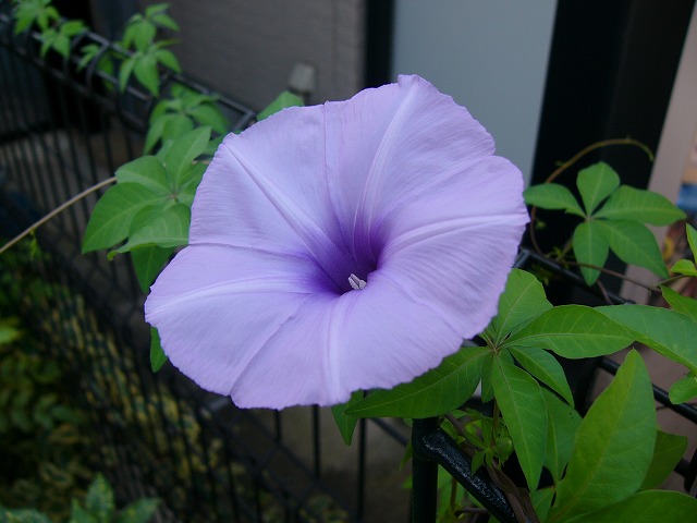 涼しそうな蔓植物　と　元気な蔓植物_a0123003_2394895.jpg