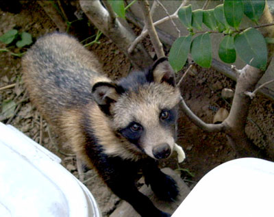 東京のタヌキ : 後ろ姿物語