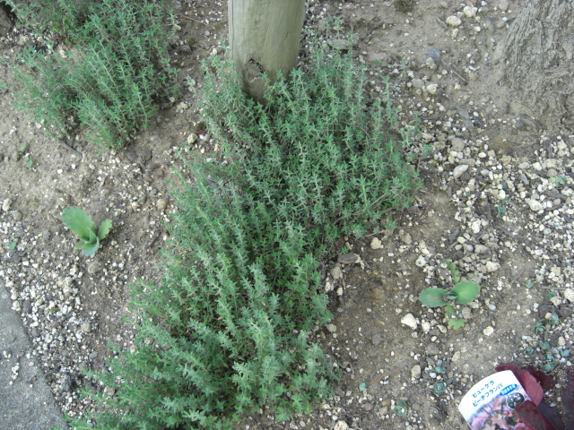 f0226713_20513372.jpg