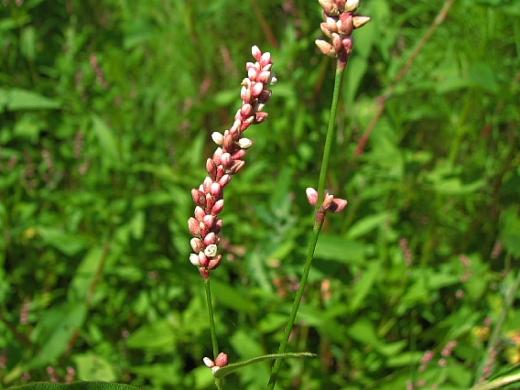 e0062415_17174767.jpg