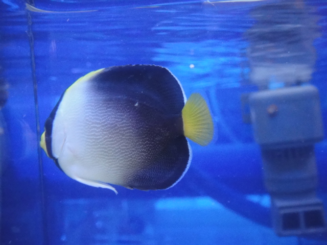 海水魚・サンゴ・水草・わびくさ・淡水魚_f0189122_13165880.jpg